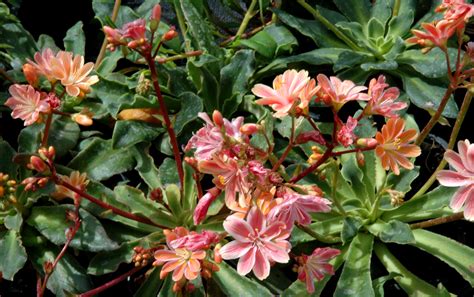 Lewisia Planter Et Entretenir Ooreka