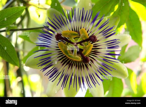 Bluhende passionsblume fotografías e imágenes de alta resolución Alamy