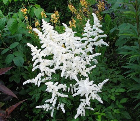 Astilbe Professor Van Der Wielen Astilbe A Group Of Pink White Red