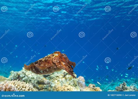 Cuttlefish on a Colorful Coral Reef Stock Photo - Image of asia, sepia ...