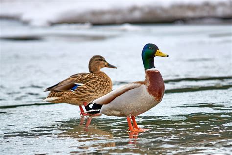 Hatching Eggs: Mallard Duck - My Pet Chicken