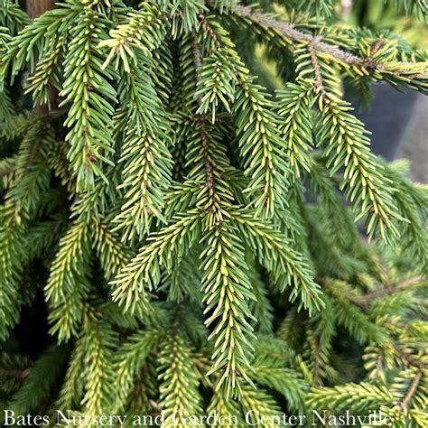 Picea Orientalis Skylands Golden Oriental Spruce Bates Nursery