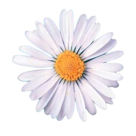 Flor Margarita Naturaleza Nature Daisy Sticker By Gaby