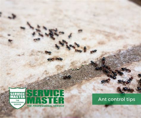 How To Prevent Ants From Entering Your House Service Master