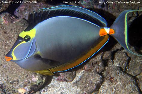 Hawaiian Reef Fish Identification Terry Lilley S Underwater Web