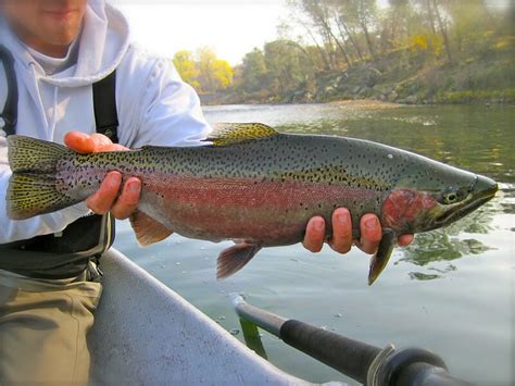 Steelhead Days Wild Steelheaders United