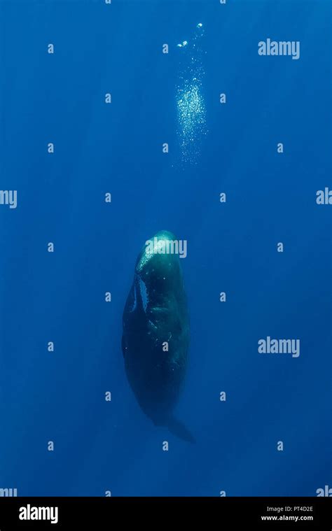 Sperm whale sleeping hi-res stock photography and images - Alamy