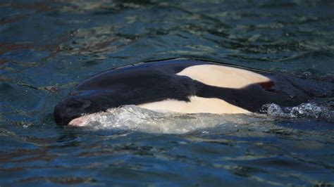 Orca calf stranding response Plimmerton July 2021