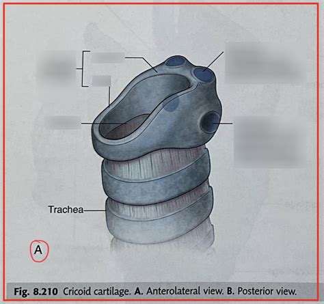 Figure 8210 Cricoid Cartilage Anterolateral View Diagram Quizlet