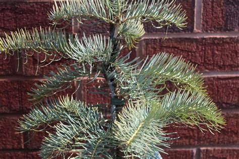 Abies Concolor Compacta