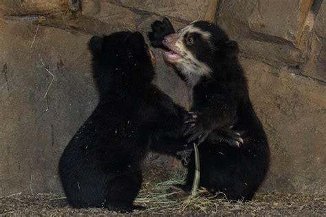 Bear Cub Babies Born At San Diego Zoo Explore Their New Habitat | San ...