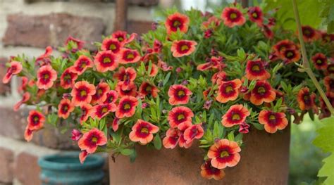 19 Gorgeous Varieties of Calibrachoa (Million Bells)