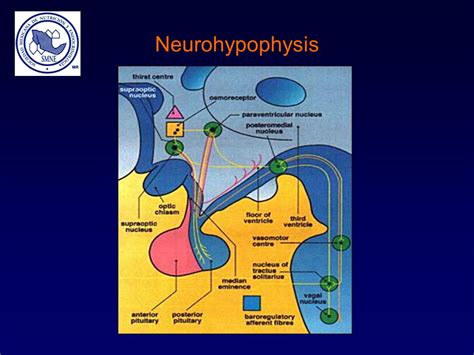 Neurohypophysis Dra Roopa Mehta Departamento De Endocrinología Y