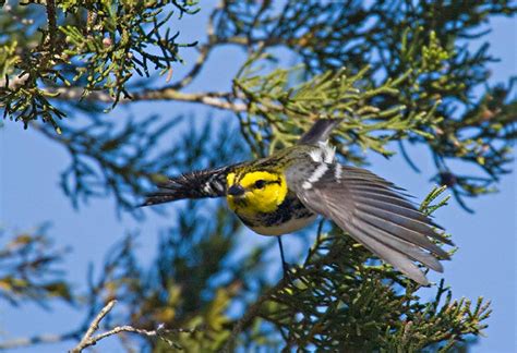 Golden Cheeked Warbler Setophaga Chrysoparia