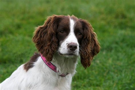 12 Amazing Facts About Brittany Spaniels You Might Not Know Pet Reader