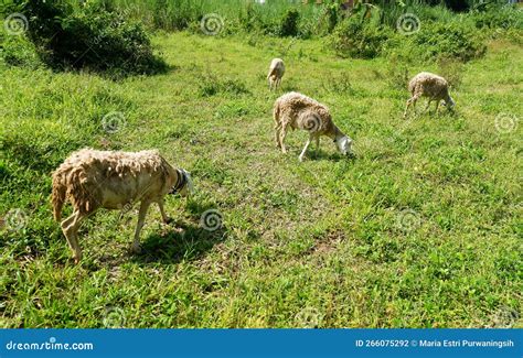 Pasto Alimentar De Ovelha No Jardim Foto De Stock Imagem De Prados