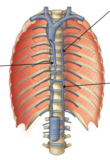 Diagram Of Venous Drainage Of The Posterior Thoracic Wall Quizlet