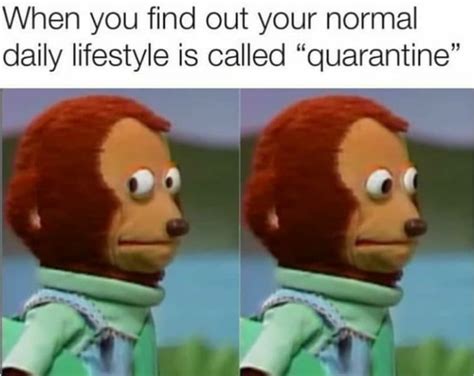 memes  wild ct digital storytelling