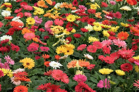 Glorious Flowers Stock Photo - Download Image Now - iStock