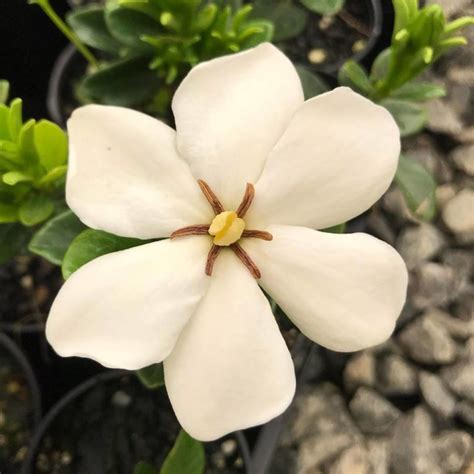 Buy Gardenia Grandiflora Star From Fernview Nurseries