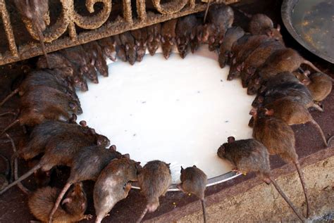 Rat Temple At Deshnok