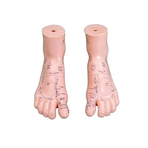 Medical Science Acupuncture Foot Model Foot Massage Model 17cm For