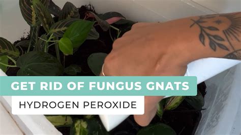 How To Get Rid Of Gnats In Plants Hydrogen Peroxide at Patricia Edward blog