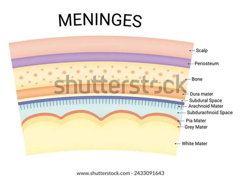 Meninges Science Design Vector Illustration Diagram Stock Vector Royalty Free 2433091643