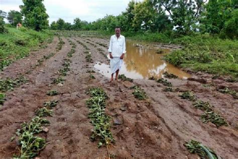 Heavy Rains Damage Crops In Telangana More Rains Likely In Hrs