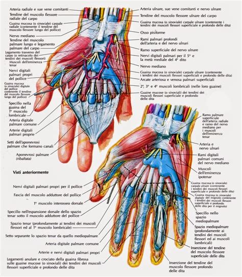 ANATOMÍA DE LA MANO Y CARPO