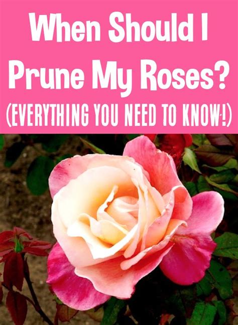 Rose Care Tips And Gardening Tricks Everything You Need To Know