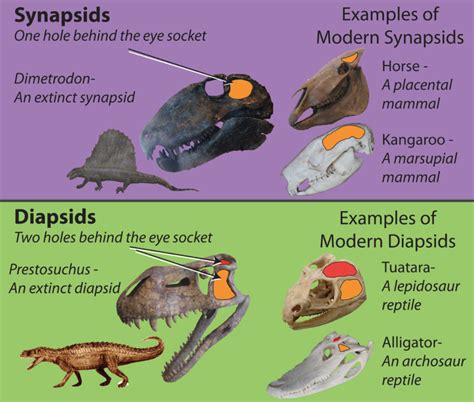 Lepidosaurs Diets - dancegala