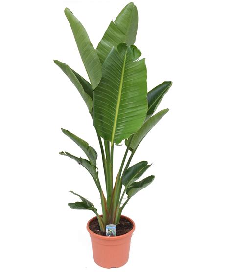 Strelitzia Nicolai Xxl Strelitzia Nicolai Bird Of Paradise Pot Cm