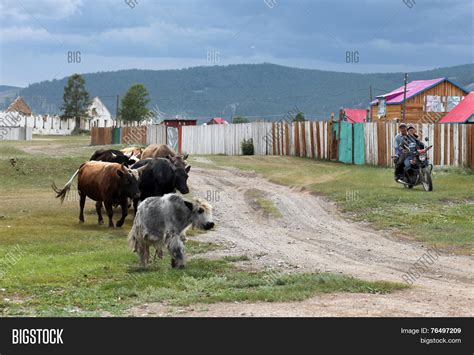 Mongolian Cattle