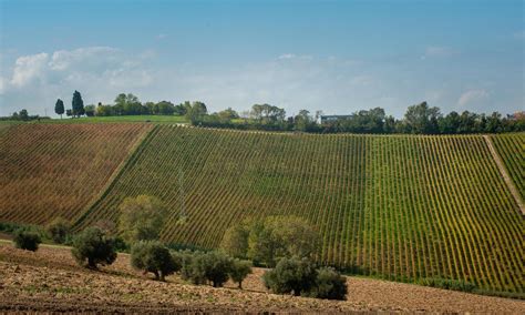 Our Vineyards Conti Degli Azzoni