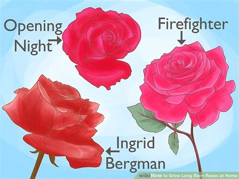 how to grow long stem roses