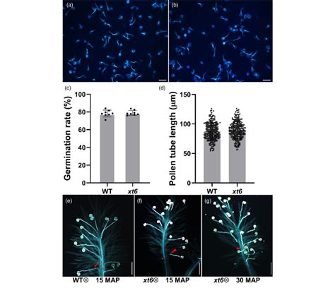 Pollen Germination And Tube Growth Of Wt And Xt A B The Growth Of