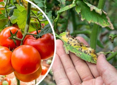 Najskuteczniejsze sposoby na choroby pomidorów Rozpoznanie i