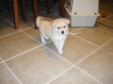 Raising Tundra: Tundra, wolf-hybrid pup, at 5 ½ weeks old