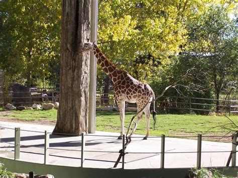 Calgary Zoo Giraffe Photo