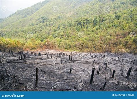 Deforestation After Forest Fire Natural Disaster Laos Stock Image