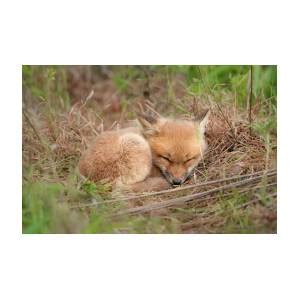 Red Fox Kit Sleeping 1 Photograph By Todd Henson Pixels