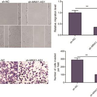 Knockdown Of Mnx As Inhibits Lscc Cell Migration And Invasion A