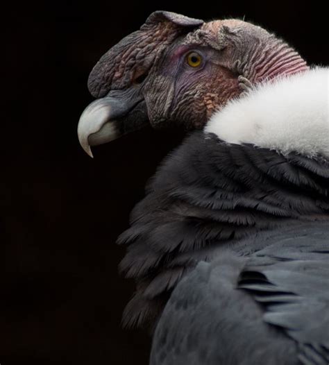 Andean Condor Facts - Animal Facts and Information