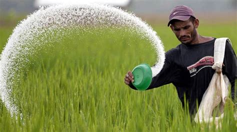 Govt To Procure Tk Lakh Mts Of Fertilizer Bangladesh Post