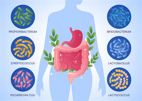 Leaky Gut And Food Intolerances