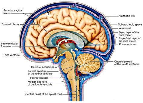 The Skull Neurocirculation Of The Cerebrospinal Fluid Cerebrospinal