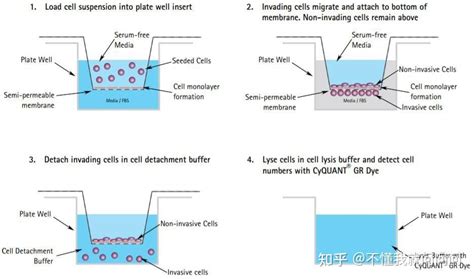 默克Sigma Aldrich实验分享 细胞测定细胞迁移和侵袭测定 知乎