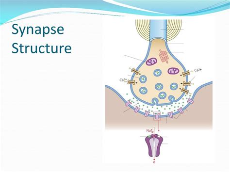 Ppt The Structure And Function Of Synapses Powerpoint Presentation