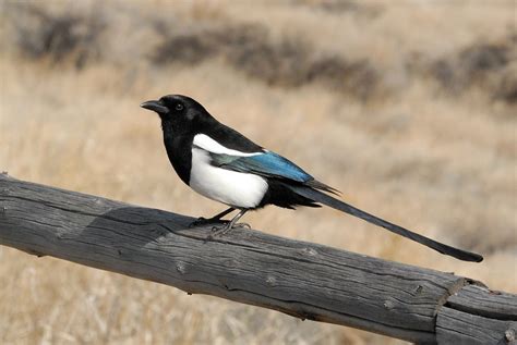 Magpie Nesting Habits and Divorce Rates – Snowbird of Paradise